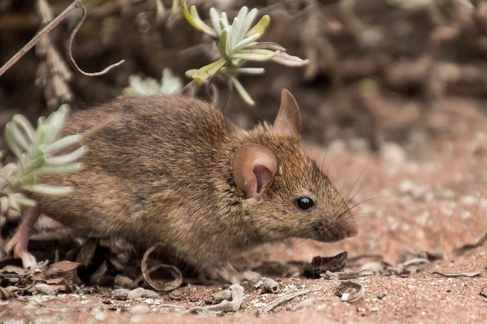 Aunque dé miedo, debemos intentar mantener la calma ante el hantavirus